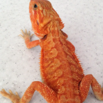 Red Leatherback bearded dragon