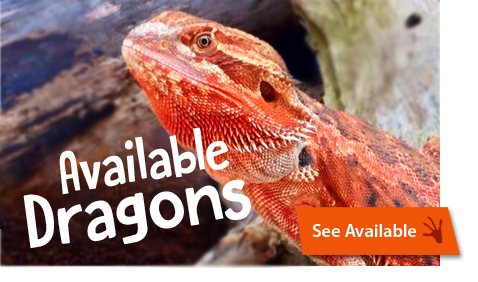 Available Bearded Dragons