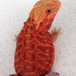 Red Bearded Dragon