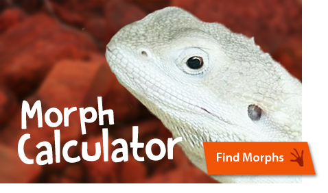 Bearded Dragon Morph Calculator