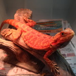 Red Leatherback bearded dragon
