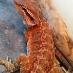 Bearded Dragons for Sale
