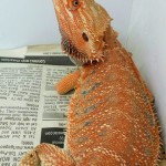Super Red bearded dragons