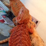 Super Red bearded dragons
