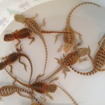 available baby bearded dragons
