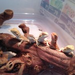 available baby bearded dragons
