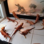 Extreme Red Bearded Dragons
