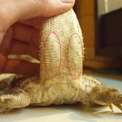 sexing bearded dragons