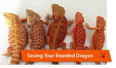 Sexing your bearded dragon