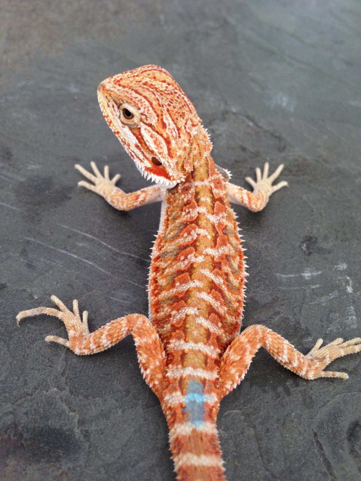 Bearded dragon website 