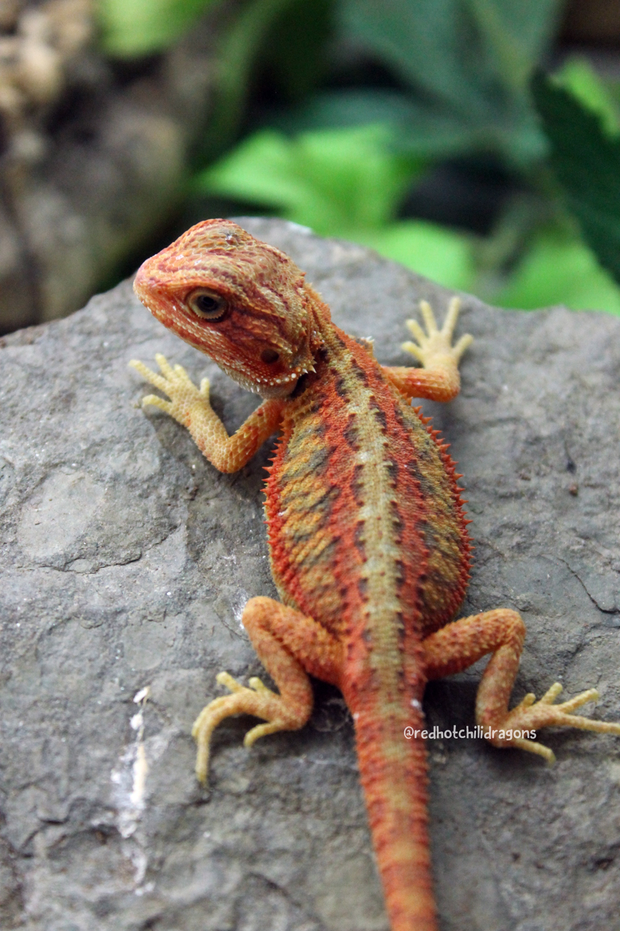 Tw2f6 Female Hypo Translucent Bearded Dragon Breeders Canada