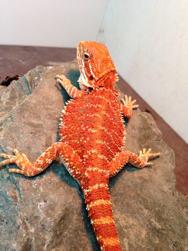 Gallery - Bearded Dragon Breeders Canada