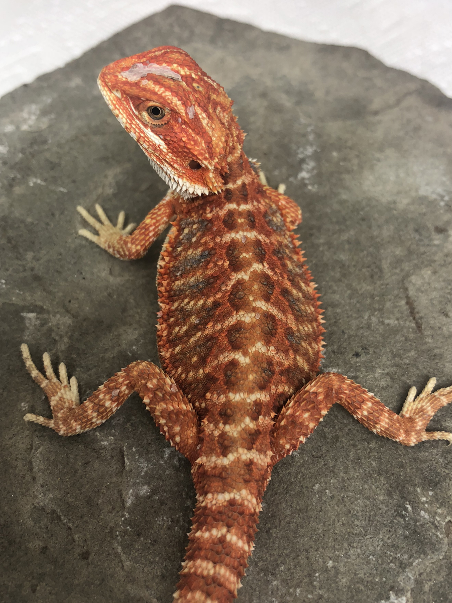 Products Archive - Bearded Dragon Breeders Canada