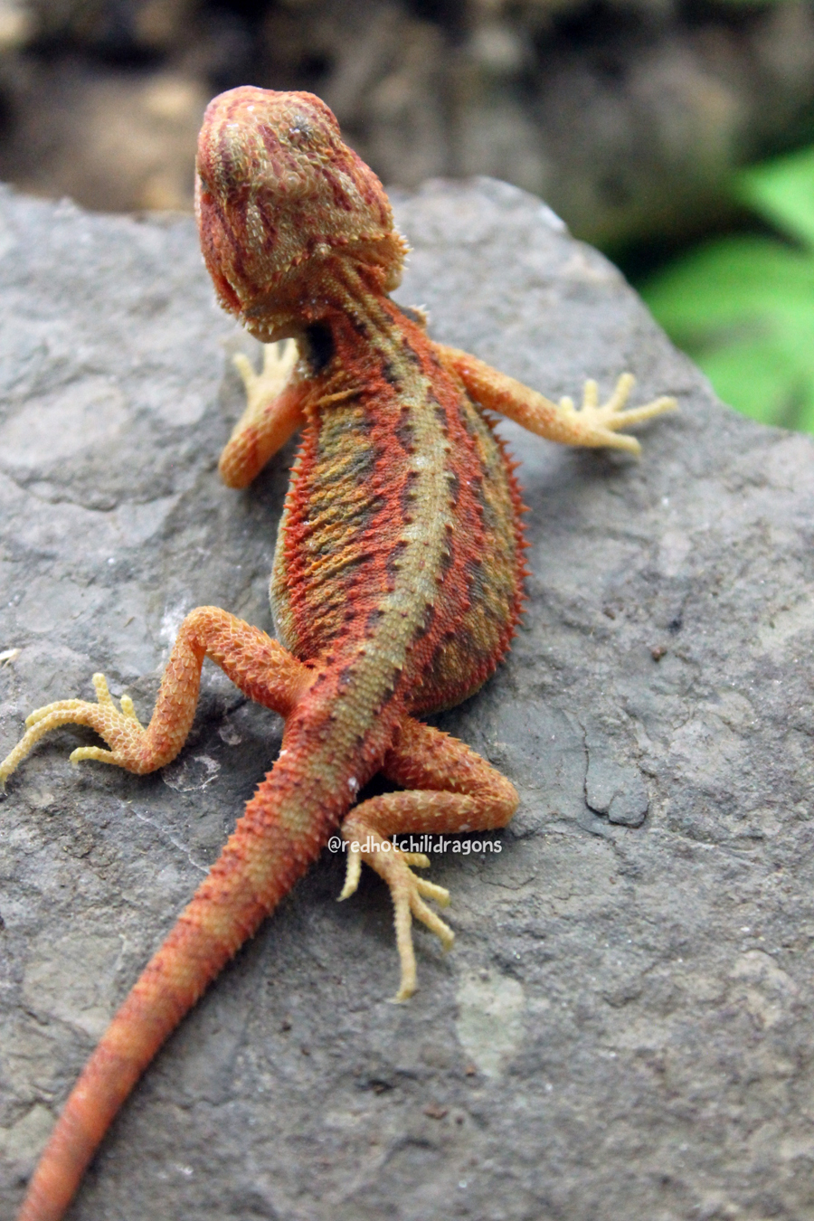 translucent bearded dragon translucent bearded dragon