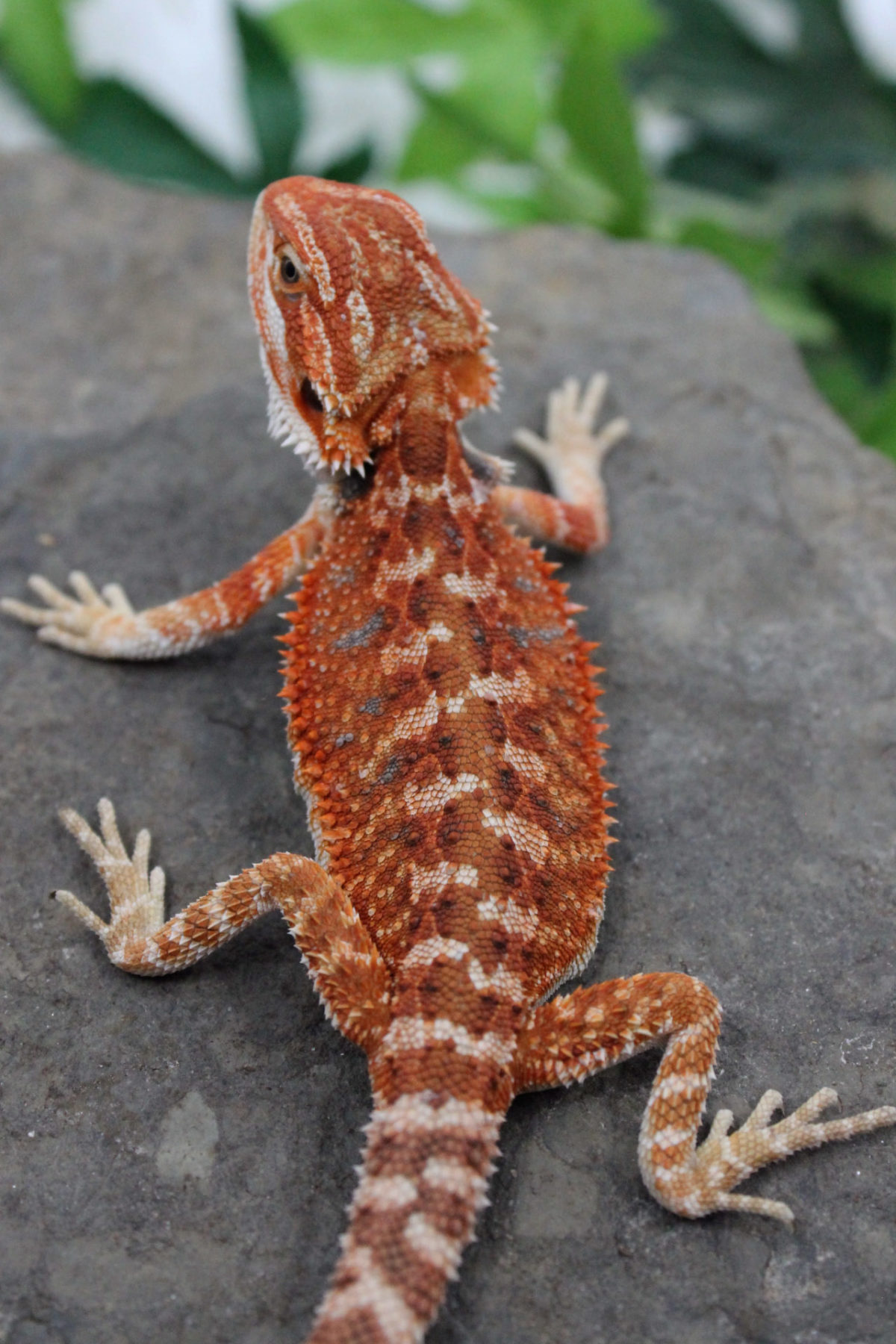 Products Archive - Bearded Dragon Breeders Canada