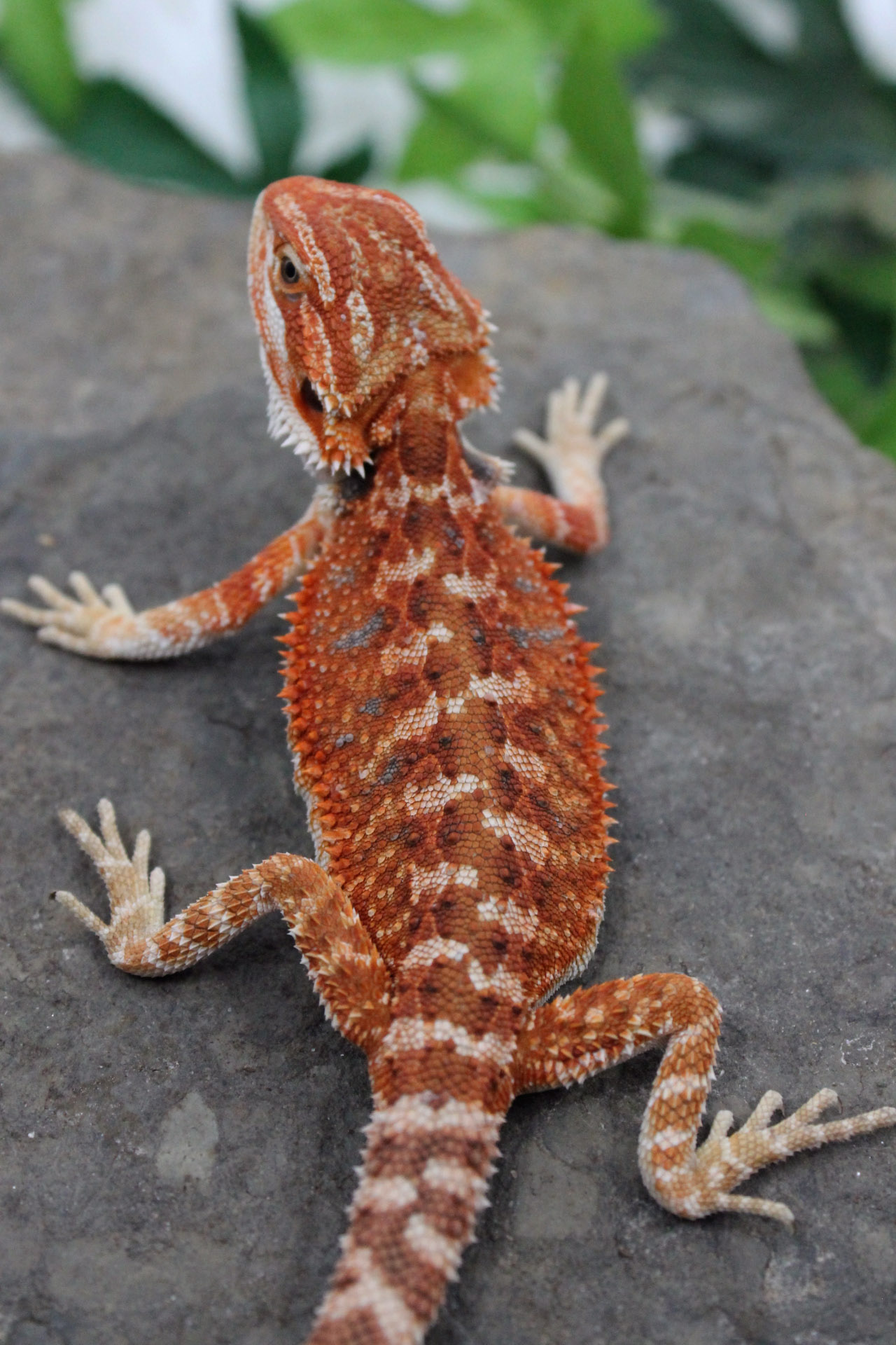 RH1F6 - Female 50% Het HypoTrans - Bearded Dragon Breeders Canada